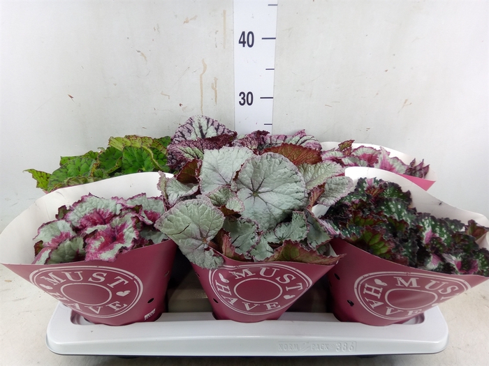 <h4>Begonia BD 'Beleaf'   ...mix</h4>