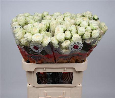 <h4>R Tr Astaea</h4>