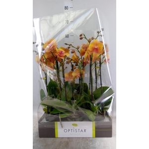 Phalaenopsis   ...orange
