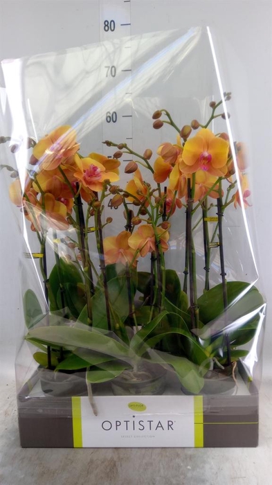 <h4>Phalaenopsis   ...orange</h4>