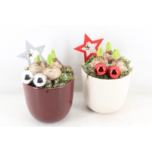 arr4 Hyacint JS - Ker. pot rood creme