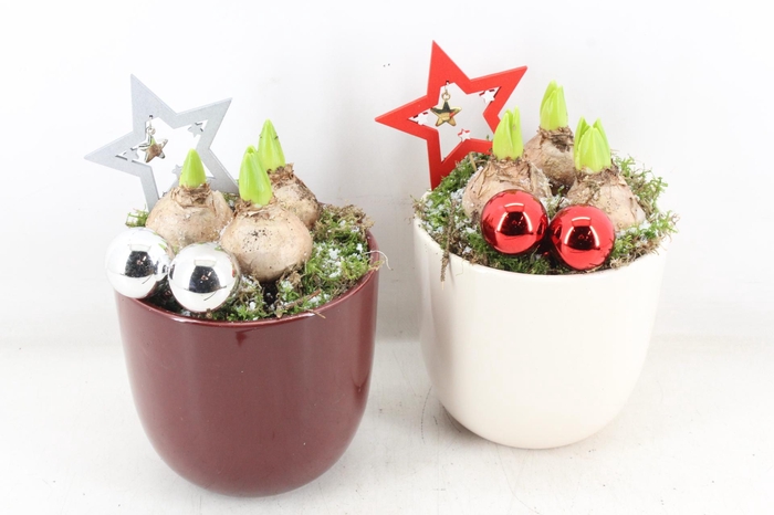 <h4>arr4 Hyacint JS - Ker. pot rood creme</h4>