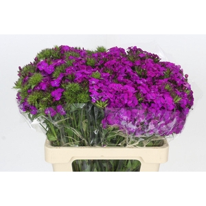 Dianthus Br Amazon Neon Purple