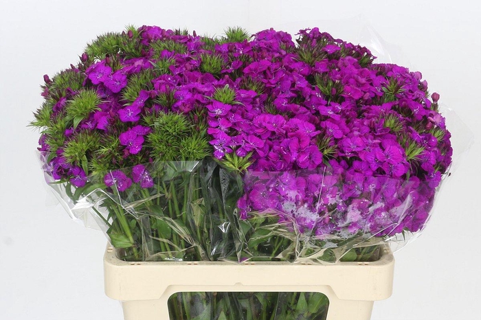 <h4>Dianthus Br Amazon Neon Purple</h4>