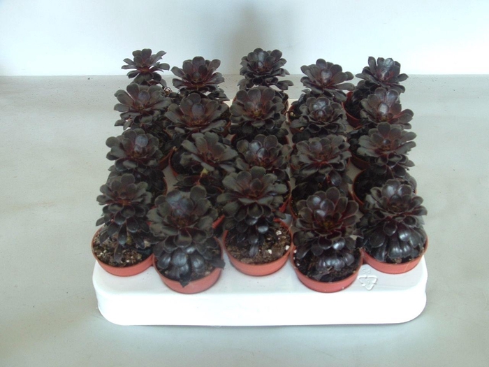 <h4>Aeonium Nigrum</h4>