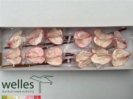 <h4>Anth A Carnaval</h4>