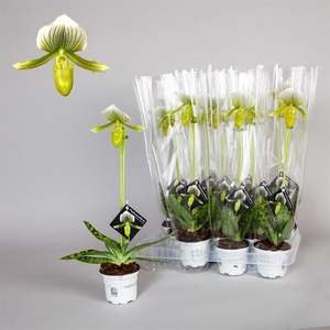 PAPH FEMMA
