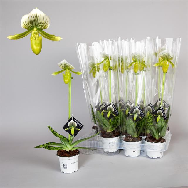 PAPH FEMMA