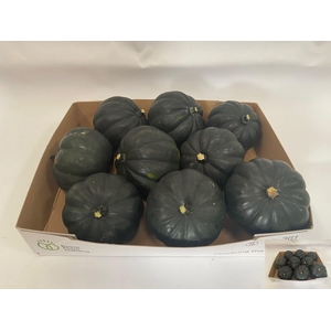 . Cucurbita Ov