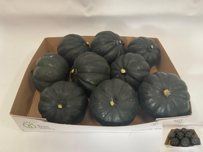 <h4>. Cucurbita Ov</h4>