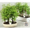 Bonsai Ov In Keramiek