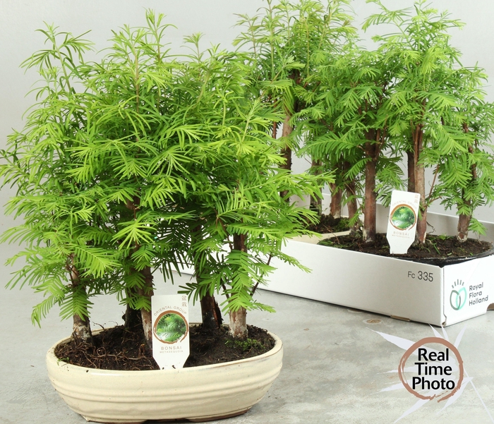 Bonsai Ov In Keramiek