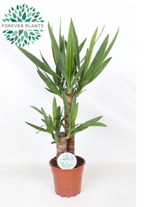 <h4>Yucca</h4>