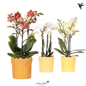 Kolibri Orchids Phalaenopsis mix 3 spike in Fruity pot yellow