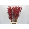 Bromelia Red Paloma