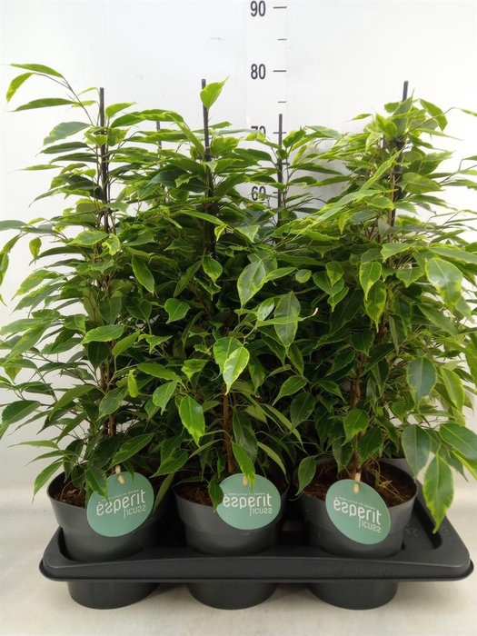 <h4>Ficus benja. 'Anastasia'</h4>