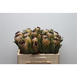 Protea Lady Pearl
