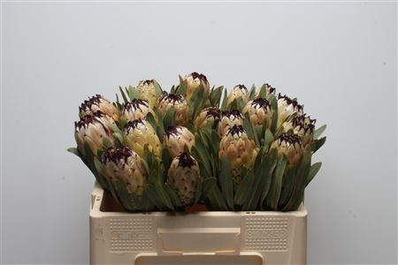 <h4>Protea Lady Pearl</h4>