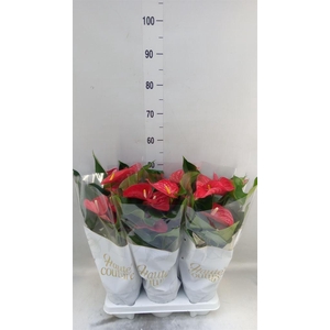 Anthurium andr. 'Casparo'