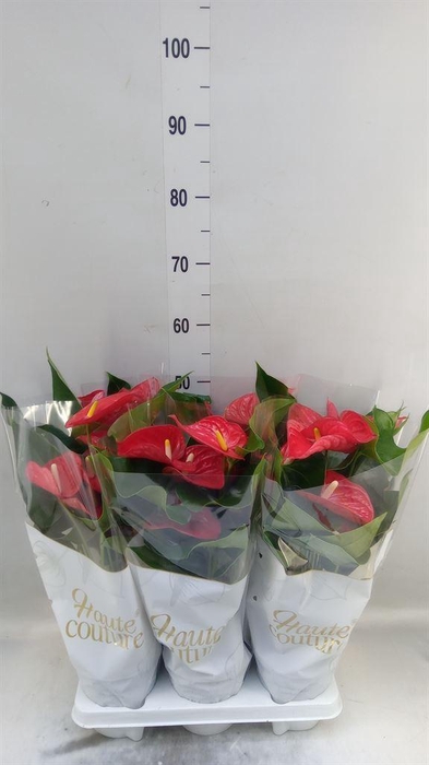 <h4>Anthurium andr. 'Casparo'</h4>