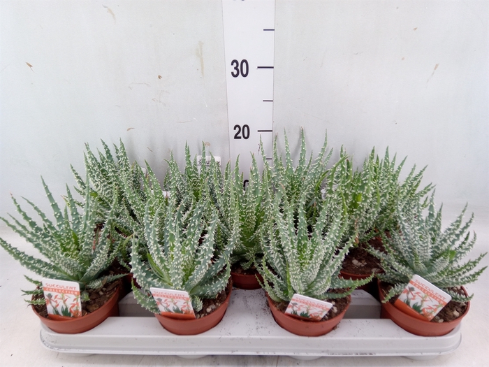 <h4>Aloe humilis</h4>