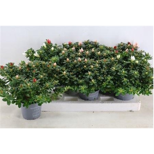Rhodo Ov