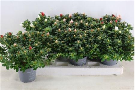 <h4>Rhodo Ov</h4>