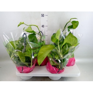 Epipremnum pinn. 'Global Green'