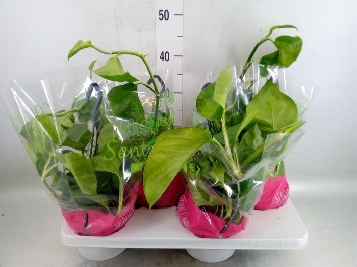 <h4>Epipremnum pinn. 'Global Green'</h4>