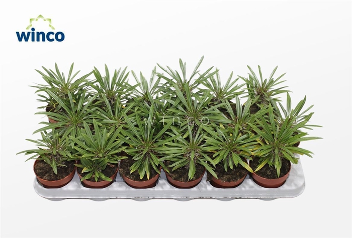 <h4>PACHYPOD LAMEREI</h4>