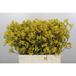 Anigozanthos Bush Down