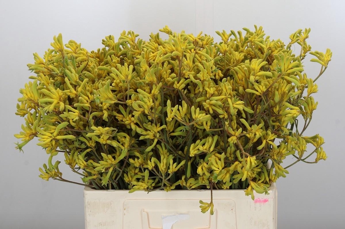 Anigozanthos Bush Down