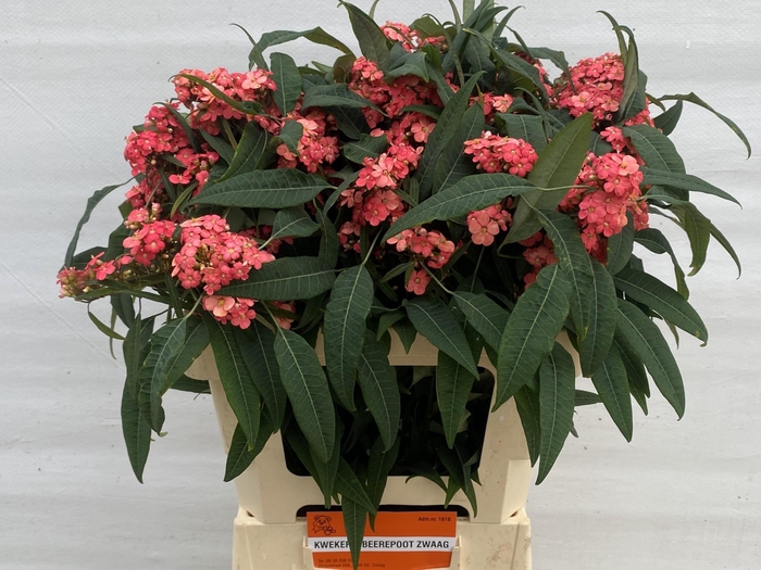 <h4>EUPH F T PINK BARON</h4>