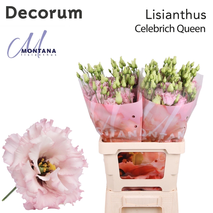 <h4>Lisianthus Celebrich queen 70cm</h4>