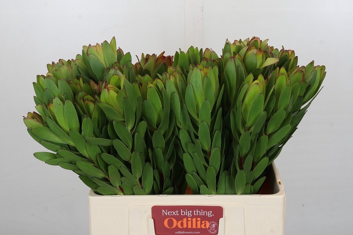 <h4>Leucadendron Goldstrike</h4>