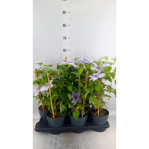 Clematis  'Boulevard'   ...