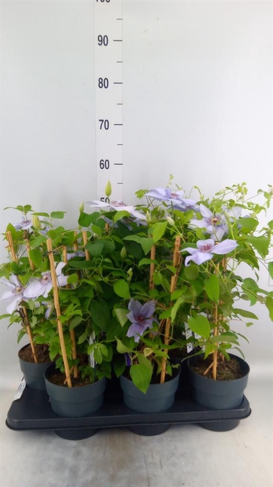 <h4>Clematis  'Boulevard'   ...</h4>