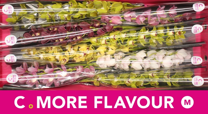 <h4>CYMB MI GEM</h4>