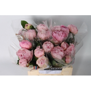 Paeonia Angel Cheeks