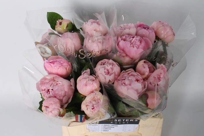 <h4>Paeonia Angel Cheeks</h4>