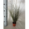 Carex Jubilo