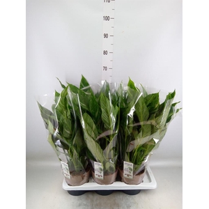 Spathiphyllum  'Diamond'