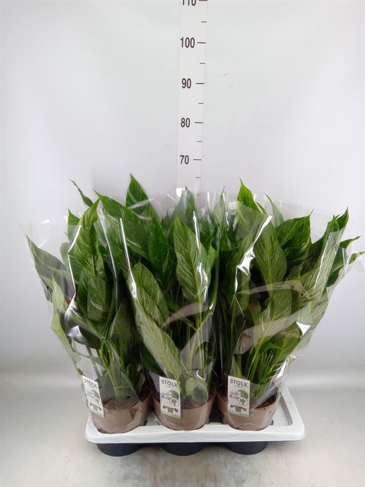 <h4>Spathiphyllum  'Diamond'</h4>