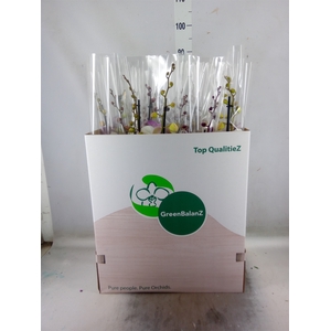 Phalaenopsis   ...mix