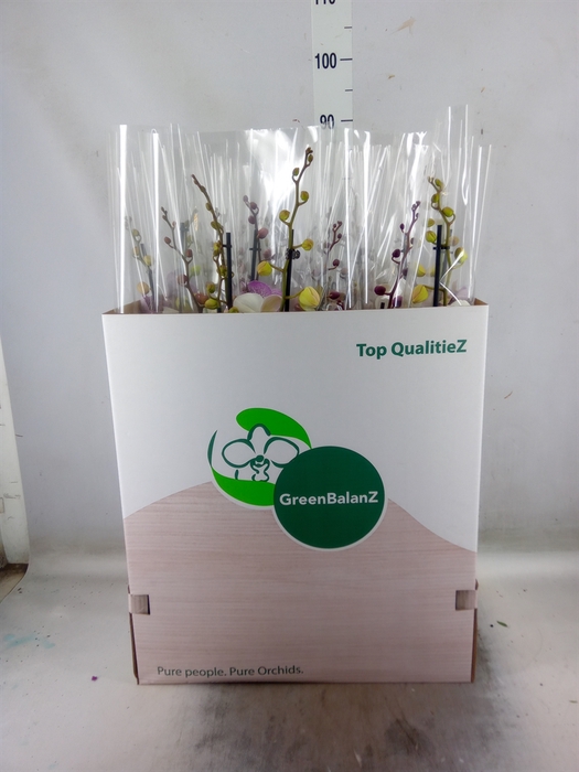 <h4>Phalaenopsis   ...mix</h4>