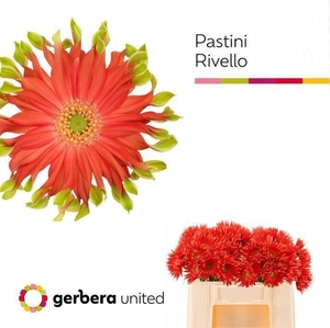 GERBERA GBK 'PASTINI RIVELLO'
