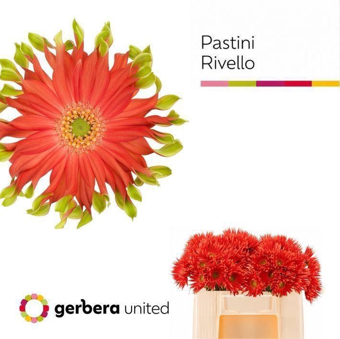 <h4>GERBERA GBK 'PASTINI RIVELLO'</h4>