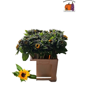 HELI SUNRICH ORANGE