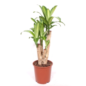 Dracaena Massangeana