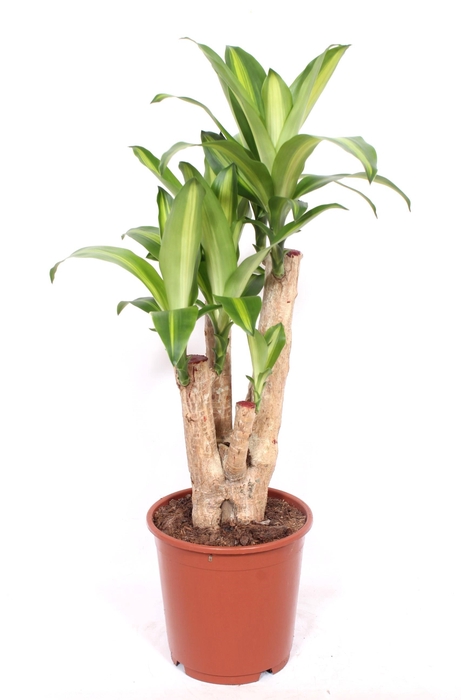 <h4>Dracaena Massangeana</h4>